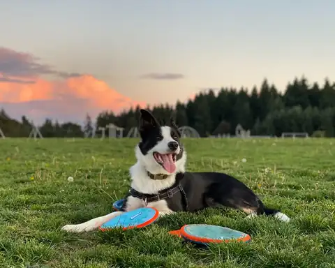 Border collie tumbado en un prado al atardecer