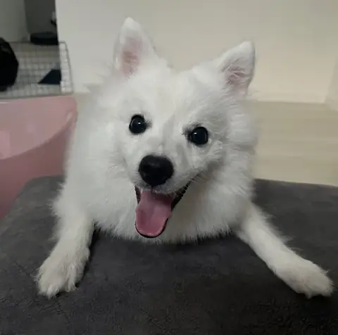 Perro blanco recién peinado sonriendo
